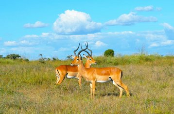 3 jours safari de groupe économique en Tanzanie avec cascades et visite de plantations de café, Tanzanie