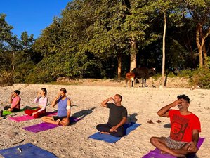 21 Day Yoga and Meditation Retreat in the Himalayas, India