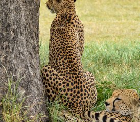 4 jours découverte de la Tanzanie : safari de groupe économique avec aventure en camping, Tanzanie - Photo 3