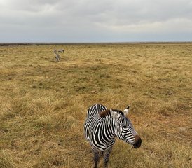 3 jours en stage de safari en groupe au parc national du Serengeti et au cratère du Ngorongoro, Tanzanie - Photo 3