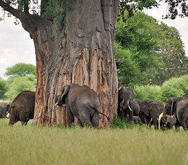 3 jours safari privé Best of en camp sous tente au lac Manyara, Ngorongoro et Tarangire, Tanzanie - Photo 2