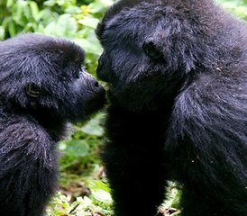 14 jours en stage de safari au cœur des terres sauvages de l’Ouganda - Photo 3