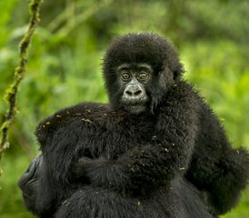 73 Tage Gorilla-Trekking-Expedition Volcanoes National Park, Ruanda - Photo 1