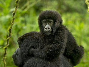 3 Tage Gorilla-Trekking-Expedition Volcanoes National Park, Ruanda