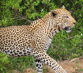 6-Daagse Perfecte Kaapstad en Garden Route Avontuurlijke Safari Groepsreis in Zuid-Afrika - Photo 2