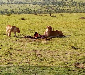 7 Day Masai Mara - Lake Naivasha - Lake Nakuru - Amboseli Safari in Kenya - Photo 2