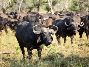 12 Day Luxury Safari in South Africa and Zimbabwe: Victoria Falls, Kruger Park, and Cape Town 