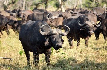 12 Tage Luxus-Safari in Südafrika und Simbabwe: Victoria Falls, Kruger-Nationalpark und Kapstadt