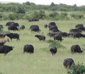 5 Day Best Kenya Safari at Masai Mara Game Reserve and Lake Nakuru and Amboseli National Parks - Photo 4