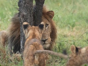 6 Day Classic Budget Camping Safari in Tarangire, Serengeti, Ngorongoro & Masai Village, Tanzania