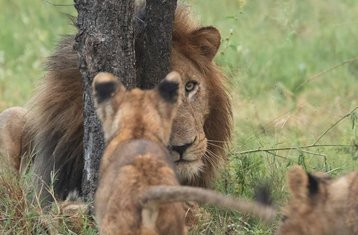 6 Day Classic Budget Camping Safari in Tarangire, Serengeti, Ngorongoro & Masai Village, Tanzania