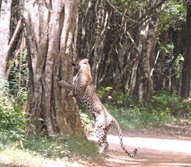 3 Day Affordable Camping Safari in Wilpattu National Park, North Central Province, Sri Lanka - Photo 5