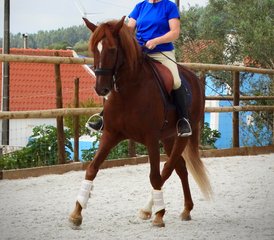 6 Days Intensive Dressage Holiday with Lusitano Horses in Alenquer, Centro Region, Portugal - Photo 5
