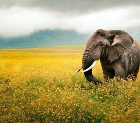 55 Jours en Safari en Groupe en Tanzanie Au Tarangire, Serengeti Et Cratère Du Ngorongoro, Tanzanie - Photo 1