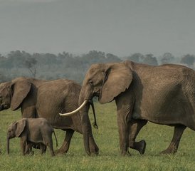 6 Tage Unvergessliche Camping Safari im Masai Mara, Nakuru-See und Amboseli in Kenia - Photo 5