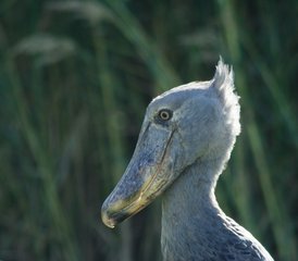 15 Tage Walking-Safari in Luangwa-Nationalparks, Bangweulu-Sümpfen und mehr in Sambia - Photo 4