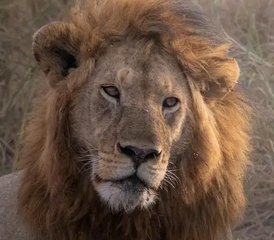 9 días de safari fotográfico de la Gran Migración en Tanzania, Serengeti y el cráter del Ngorongoro - Photo 2