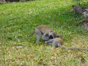 2 Day Tsavo East Safari in Kenya