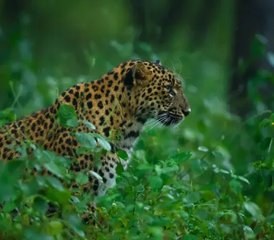 12 días de safari de fauna salvaje y tigres en Kanha, Pench y Tadoba, India - Photo 2