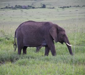 63 Tage Beste Amboseli Private Safari in Kenia - Photo 1
