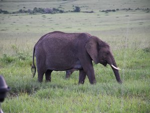 3 Day Best of Amboseli Private Safari in Kenya