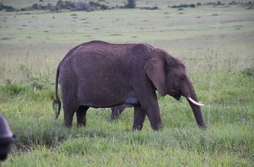 3 Day Best of Amboseli Private Safari in Kenya