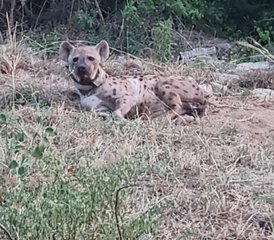 12 Tage Uganda Wildlife Safari in Nationalparks, Schutzgebieten und Sümpfen - Photo 2