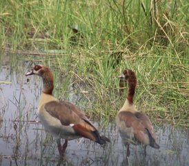 7-Daagse Safariplezier door Mababe in Botswana - Photo 4