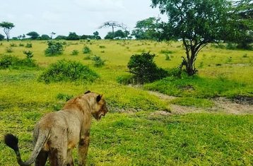 3 Tage Tansanische Safari im Nationalpark Mikumi und im Nationalpark Udzungwa Mountain