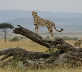 19-Daagse Privé Safari in de Grote Riftvallei in Kenia - Photo 1