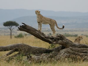 9 Tage private Große Rift Valley Safari in Kenia