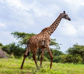 3-Daagse Saltlick naar Amboseli Safari in Kenia - Photo 5