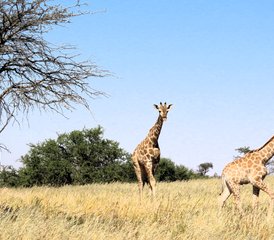 5 jours safari en autotour 4x4 au parc transfrontalier de Kgalagadi, Afrique du Sud - Photo 5