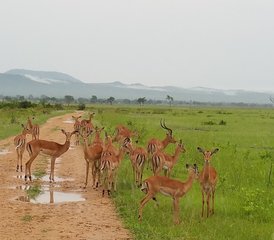 8 jours en stage de safari au parc national de Mikumi, au parc national de Ruaha et au parc national de Nyerere, en Tanzanie - Photo 3