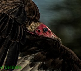 4 días de safari en Tanzania en el lago Manyara, el cráter del Ngorongoro y Tarangire - Photo 2