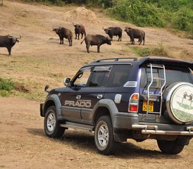 2 jours en stage de safari dans le parc national Queen Elizabeth, Ouganda - Photo 3