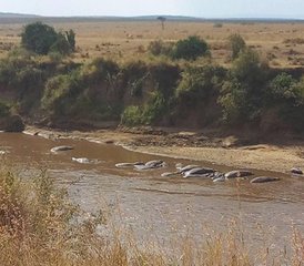 4-Daagse Safari in Amboseli, Lake Naivasha en Hell's Gate National Park, Kenia - Photo 5