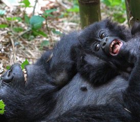 7 Tage Gorilla- und Schimpansen-Tracking im Queen Elizabeth NP, Kibale und Bwindi in Uganda - Photo 5