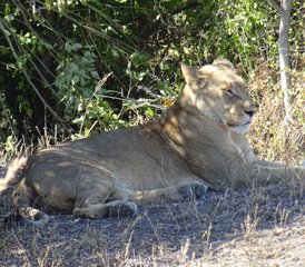 4 Tage Khwai Concession und Moremi Game Reserve Safari in Botswana mit Mokoro-Fahrt - Photo 5