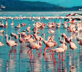 4 Tage Budget-Camping-Safari in der Masai Mara und im Lake Nakuru in Kenia - Photo 4