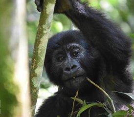 10 jours Évasion au cœur des terres sauvages de l’Ouganda et du Rwanda, Ouganda et Rwanda - Photo 3