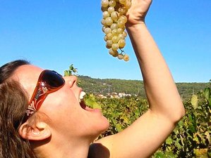 7 Tage Geschmack von Hvar Kultur, Kulinarik und Yoga Urlaub auf Hvar, Split-Dalmatien