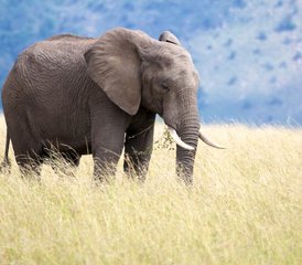 4 Day Great Migration in Maasai Mara and Lake Nakuru Safari, Kenya - Photo 3