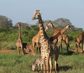 3 Tage Tsavo West Nationalpark Safari in Kenia - Photo 3