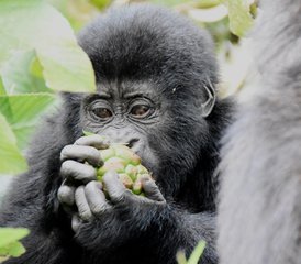 4 jours en stage de safari spectaculaire avec gorilles dans la forêt impénétrable de Bwindi en Ouganda - Photo 4