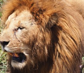 98 días de safari de fauna salvaje de gama media en Tanzania - Photo 1