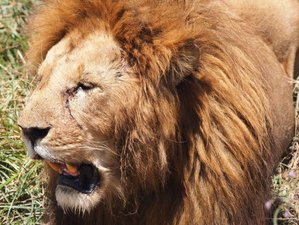 8 Day Mid-Range Wildlife Safari in Tanzania