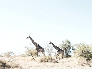 7 Day Into The Wild Safari with Yoga in North-West District, Botswana