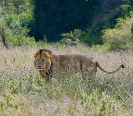 5 Day Tarangire, Manyara, Serengeti National Parks  and Ngorongoro Crater Safari Tour in Tanzania - Photo 2
