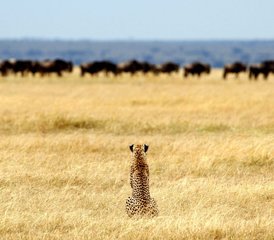 6-daagse luxe- en Big Five-safari in Tanzania in Tarangire, Serengeti en Ngorongoro met culturele tour - Photo 3